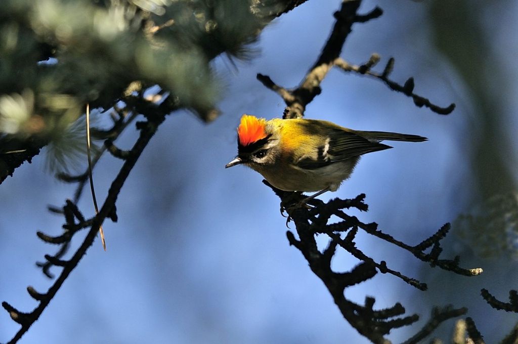 Le piume erettili del fiorrancino (Regulus ignicapillus)